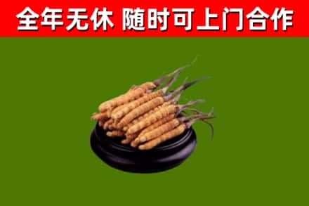 崇川区回收冬虫夏草