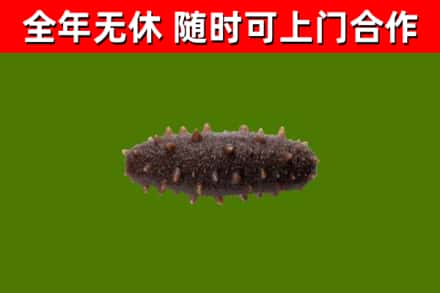 崇川区回收海参干